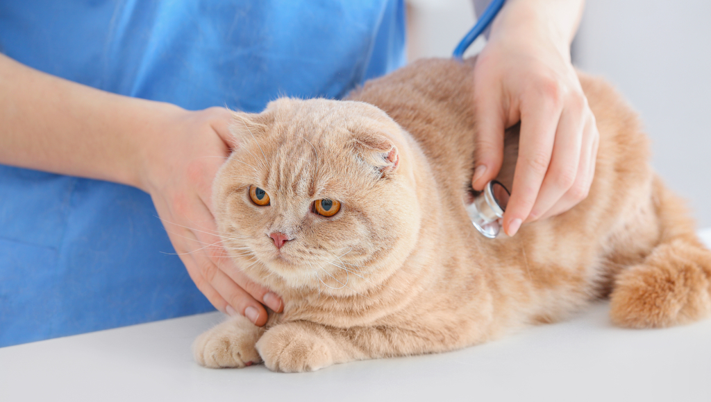 What You Need to Know About Pre-Existing Conditions and Pet Insurance